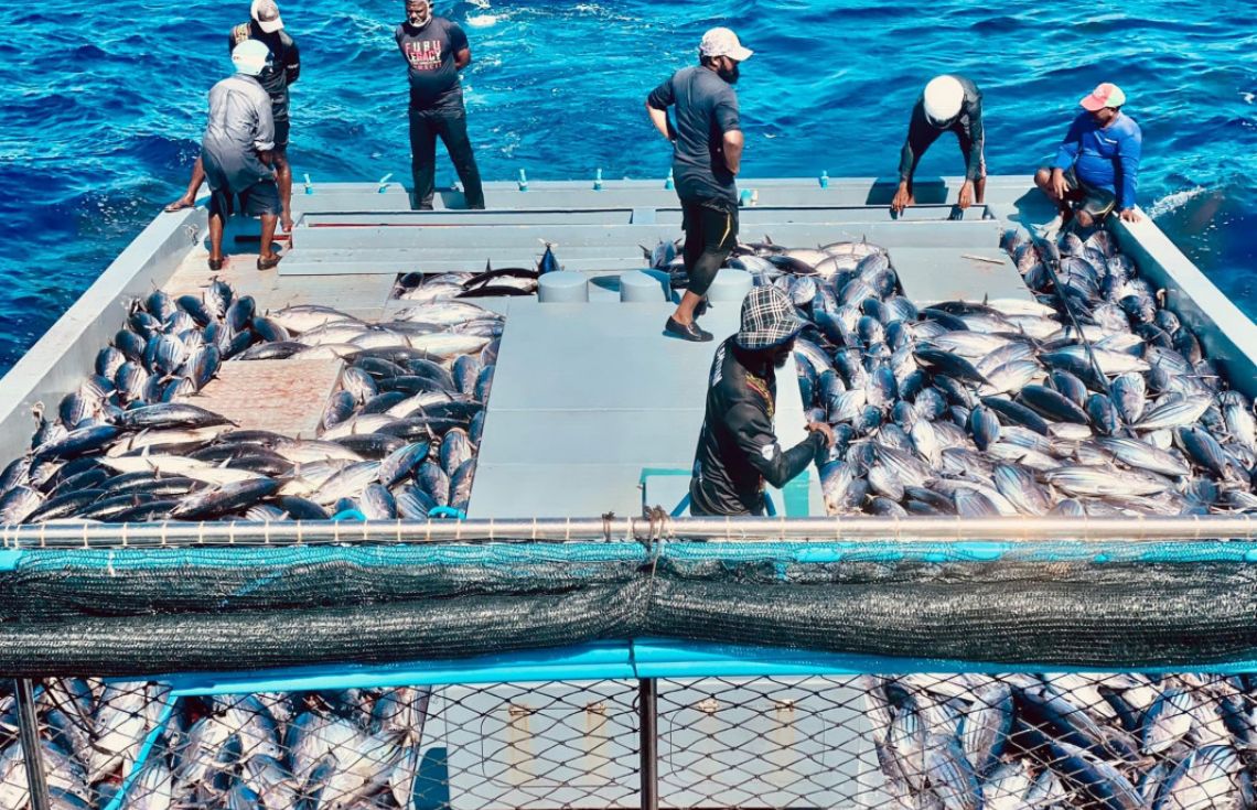 މަސްވެރިންނަށް މިދިޔަ ހަފްތާގައި 6.7 މިލިޔަން ރުފިޔާ ދޫކުރި