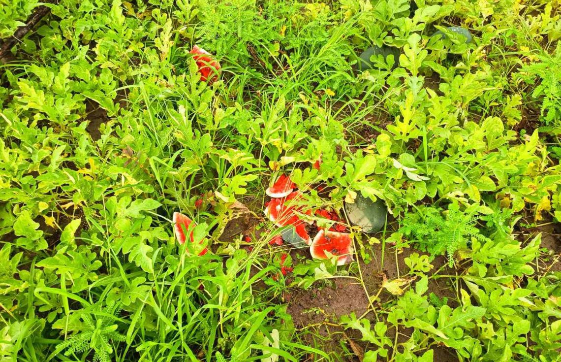 ކުމުންދޫ ދަނޑުތަކަށް ބޮޑެތި ގެއްލުންތަކެއްދީފީ