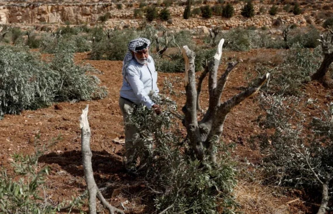 ޒައިތޫނި ބިނުމުގެ މަސައްކަތް ކުރަމުންދިޔަ ފަލަސްތީނު ދަނޑުވެރިންނަށް އެހީތެރިވި 32 މީހަކު އިސްރާއީލުން ޑިޕޯޓްކޮށްފި