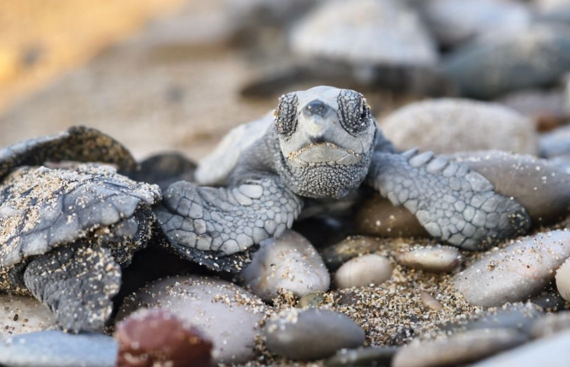 ދުނިޔޭގެ ހޫނުމިން މަތިވުމުގެ ސަބަބުން ތުރުކީވިލާތުގެ ކަނޑުން ފިރިހެން ވެލާ މަދުވަނީ