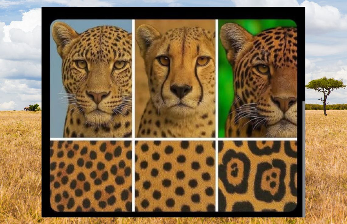 ﷲ ގެ ކުޅަދުންވަންތަކަމުގެ ނިޝާންތައް: ޖަނަވާރުތަކުގެ ހަށިގަނޑުގައިވާ ސިފަތަކުގެ ޙިކުމަތް