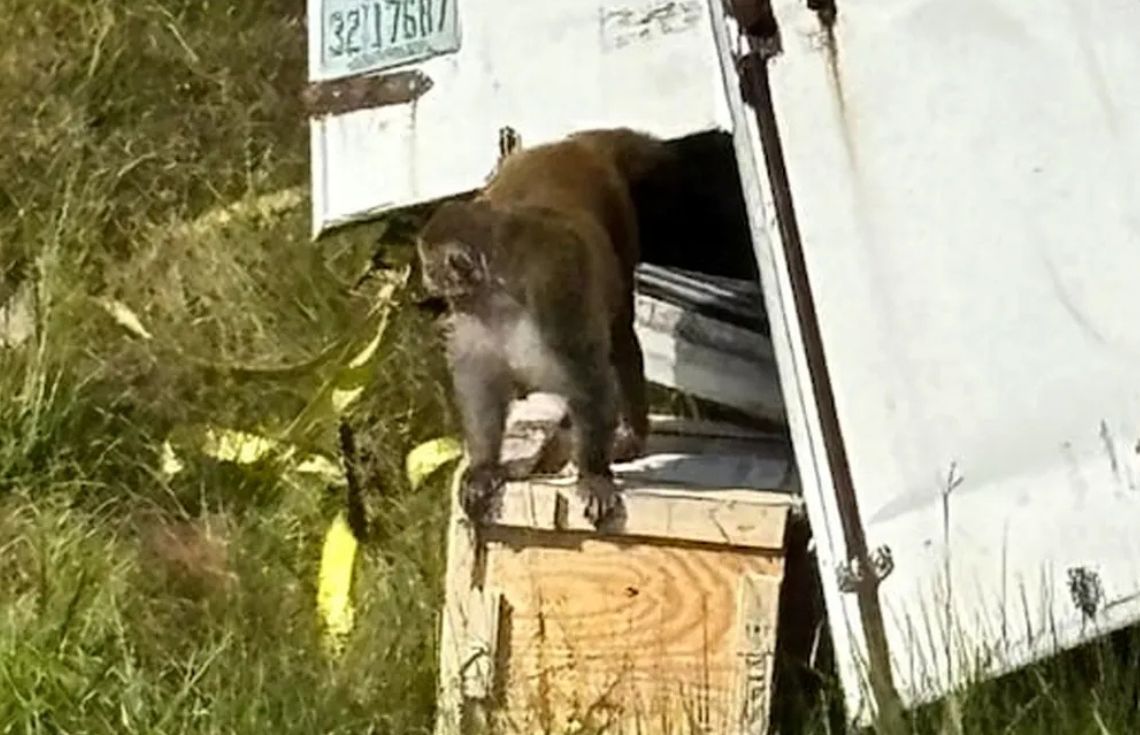 ހެޕަޓައިޓިސް ސީ، ހަރޕީސް އަދި ކޮވިޑް-19 ޖެހިފައިވާ ކަމަށް ބުނެވޭ މަކުނުތަކެއް ފިލައިފި!