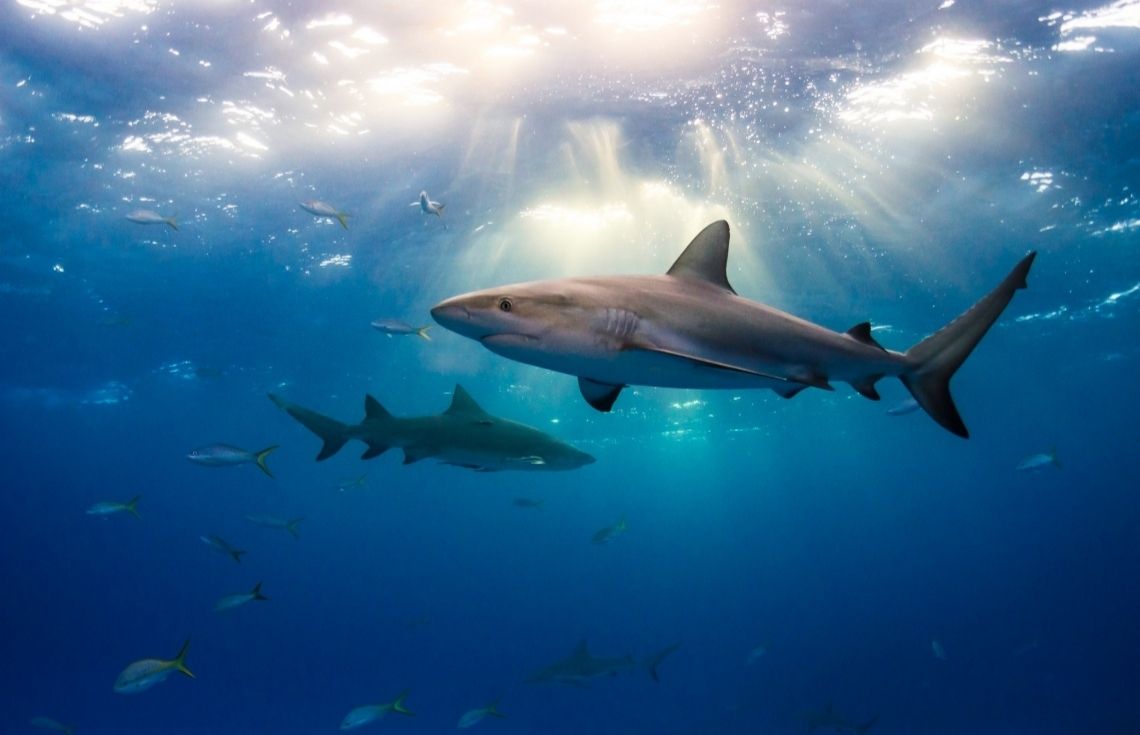 ކަށިމިޔަރުގެ މަސްވެރިކަން ކުރެވޭނެ ވަކި ދުވަސްވަރެއް ކަނޑައަޅައިފި