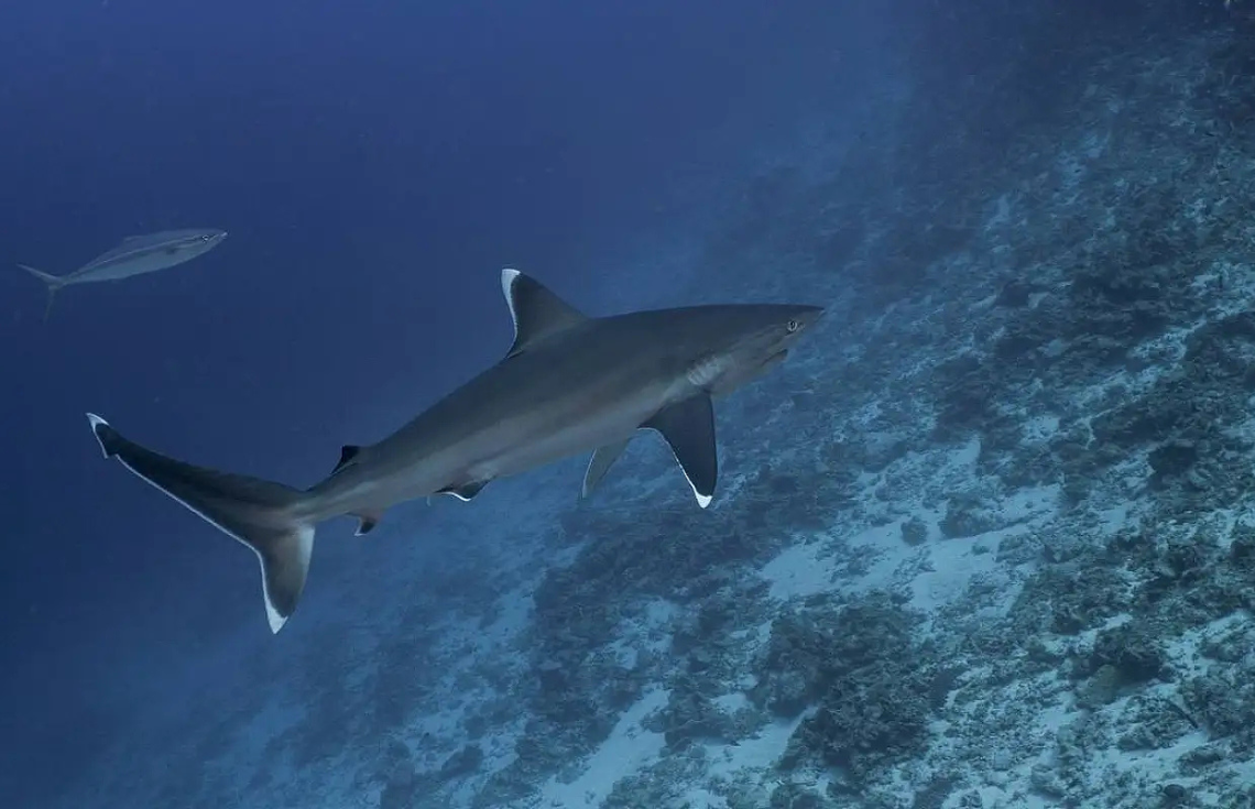 ކަށި މިޔަރު ބޭނުމުގެ ޙުއްދަ ދޭނީ އެކަމަށް ފުރަތަމަ އެދޭ 40 ދޯންޏަށް އެކަނި