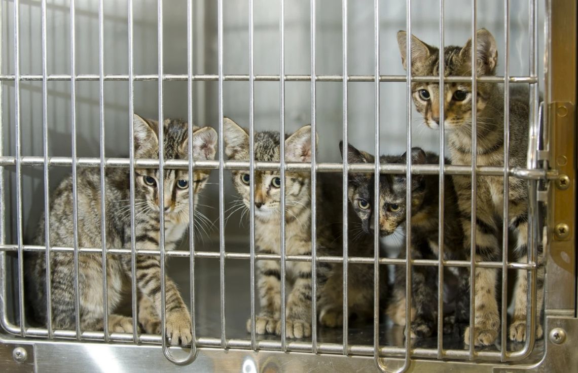 އޮޅުކޮށްގެން ގެންގުޅޭ ޖަނަވާރުތަކަށް އިހުމާލުވާނަމަ ބޮޑެތި ޢަދަދުތަކުން ޖޫރިމަނާކުރަނީ