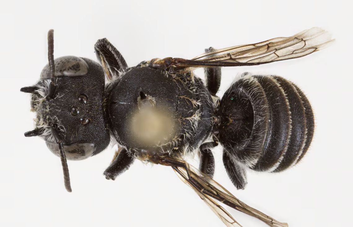 މެހީގެ އައު ބާވަތެއްކަމުގައިވާ 'ޑެވިލް ފްލައި' ހުޅަނގު އޮސްޓްރޭލިއާއިން ފެނިއްޖެ!