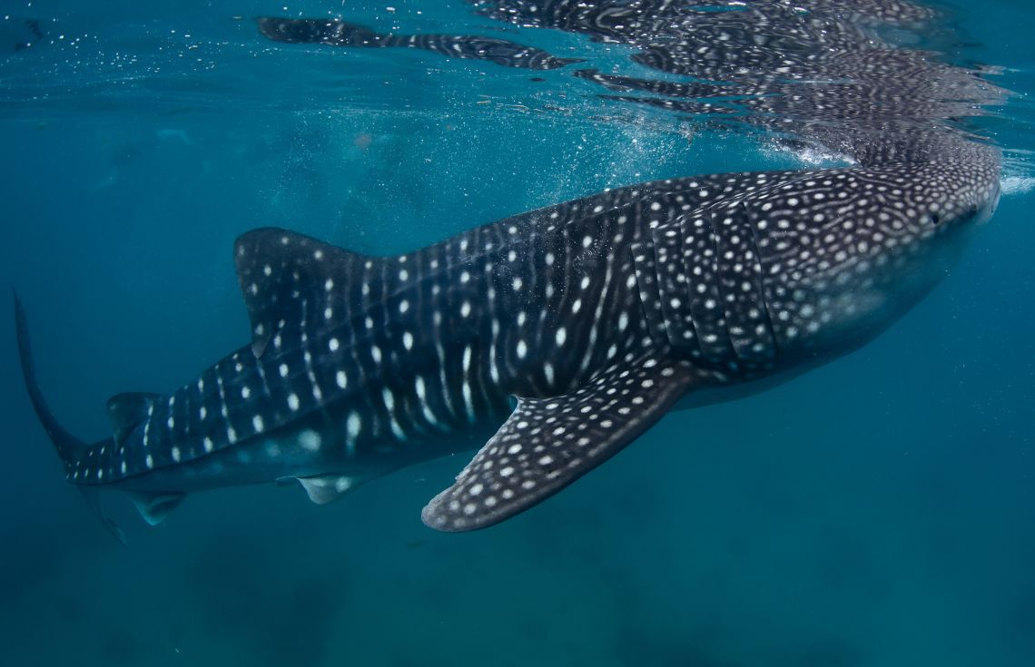 ފެހުރިހި ރައްކާތެރިކުރުމަށް ރާއްޖެއިން ހުށަހެޅި ހުށަހެޅުން ސައިޓީސްގައި ފާސްވެއްޖެ!