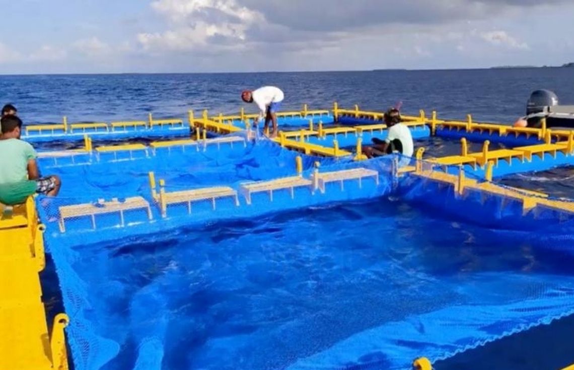 މެރިކަލްޗާ ވިޔަފާރި ކުރުމަށް ބޭނުންވާ ފަރާތްތަކަށް މޫދުކޮށި ގަތުމަށް ފައިނޭންސް ފޯރުކޮށްދިނުމަށް ހުޅުވާލައިފި