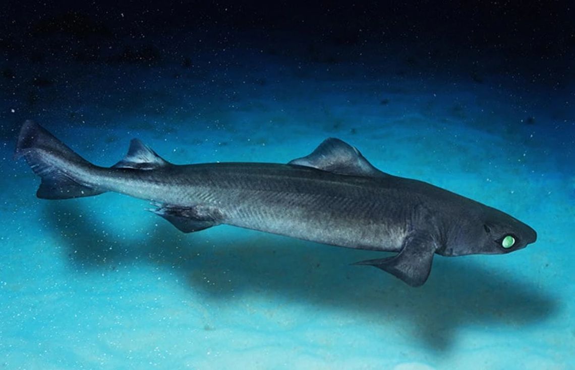 ކަށިމިޔަރުގެ މަސްވެރިކަން ހުއްޓުވަން ހައިކޯޓަށް!