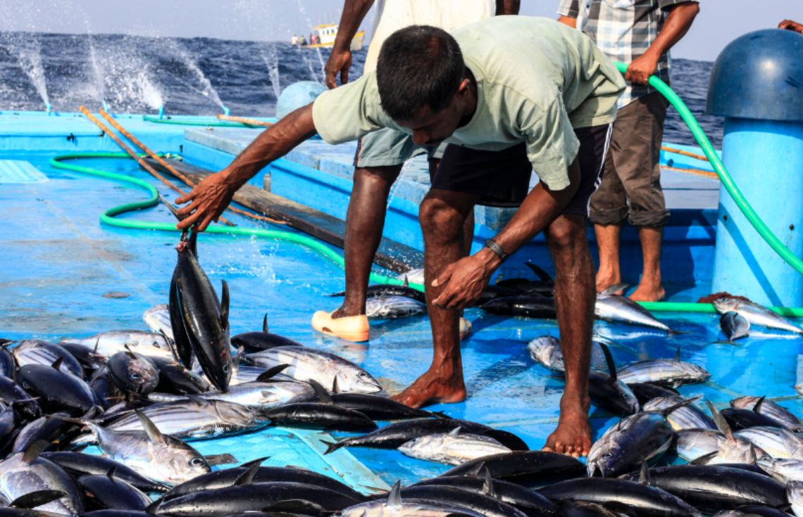 މަސްވެރިންގެ ކަންކަން ފަސޭހަކޮށް، ވަގުތު ސަލާމަތްކުރަން 'މަސްކިރާ' އެޕްލިކޭޝަން އިފްތިތާޙުކޮށްފި