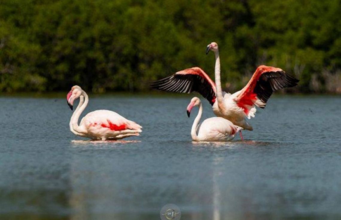 މިދުވަސްވަރު ރާއްޖެއަށް ހިޖުރަކުރާ ދޫނިތައް ހިފާ މީހުން ރިޕޯޓްކުރުމަށް އެދިއްޖެ