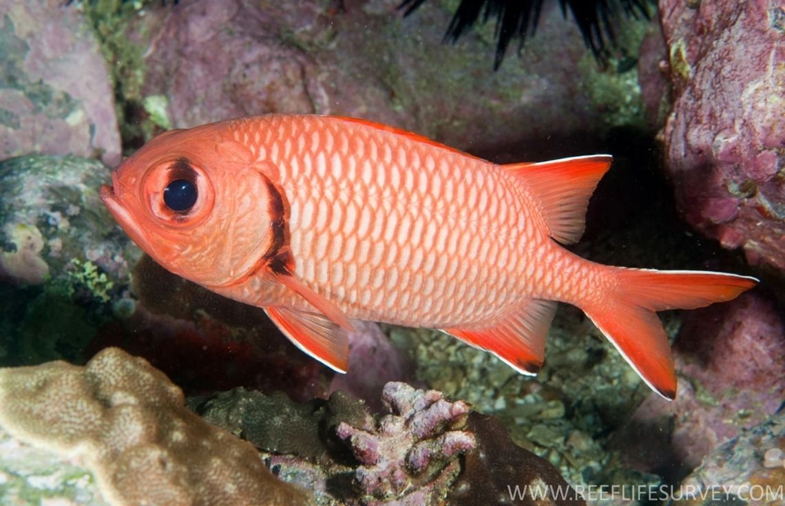 މެރިން ހެޗަރީ ސްކިލްސް ޑިވެލޮޕްމަންޓް ޕްރޮގްރާމްގައި ބައިވެރިވުމަށް ހުޅުވާލައިފި