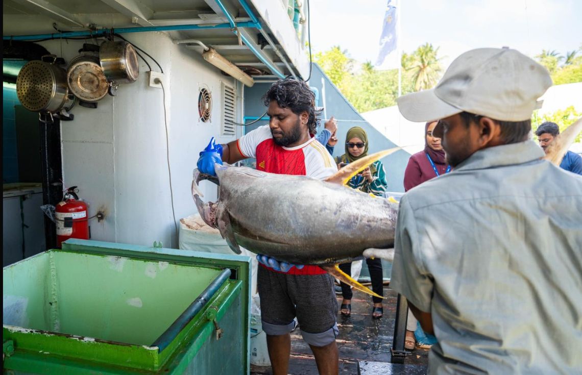 ކަނޑުއޮތްގިރީގައި ބޮޑު ކަންނެލި ގަންނަން ފަށައިފި