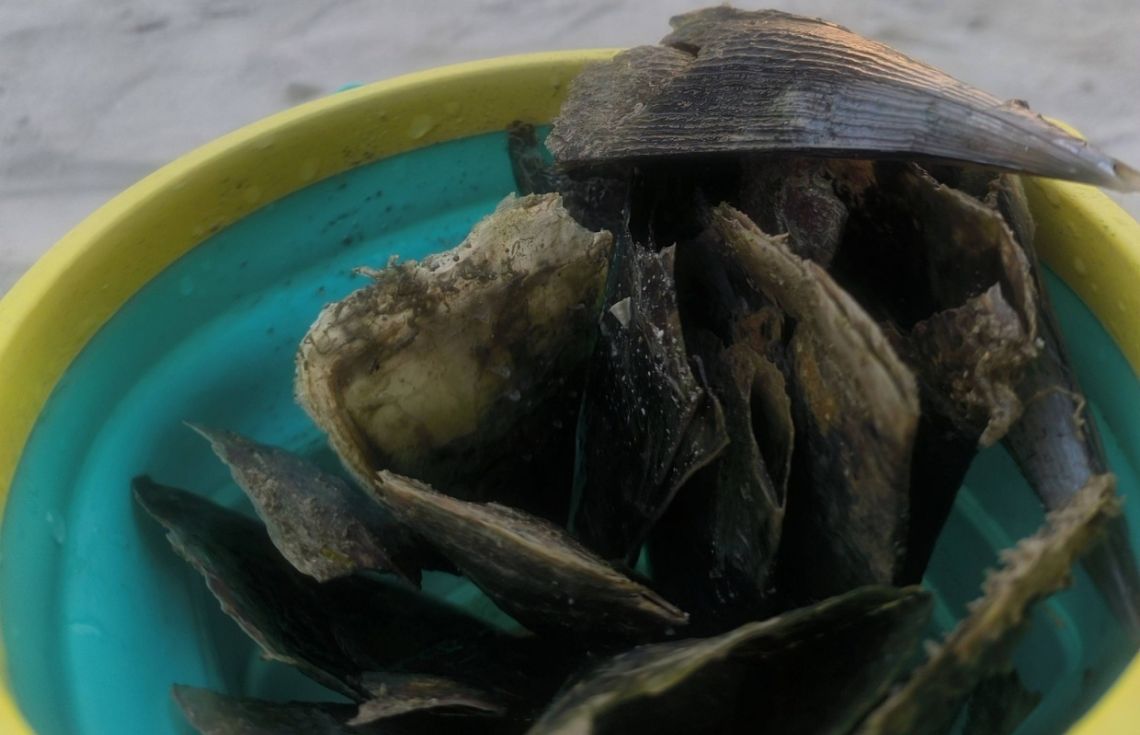 ރަސްފަންނު މޫދުގައި ތޫނު އިތާތަކެއް: މޫދަށް އެރޭ މީހުން ސަމާލުވުމަށް އިލްތިމާސްކޮށްފި