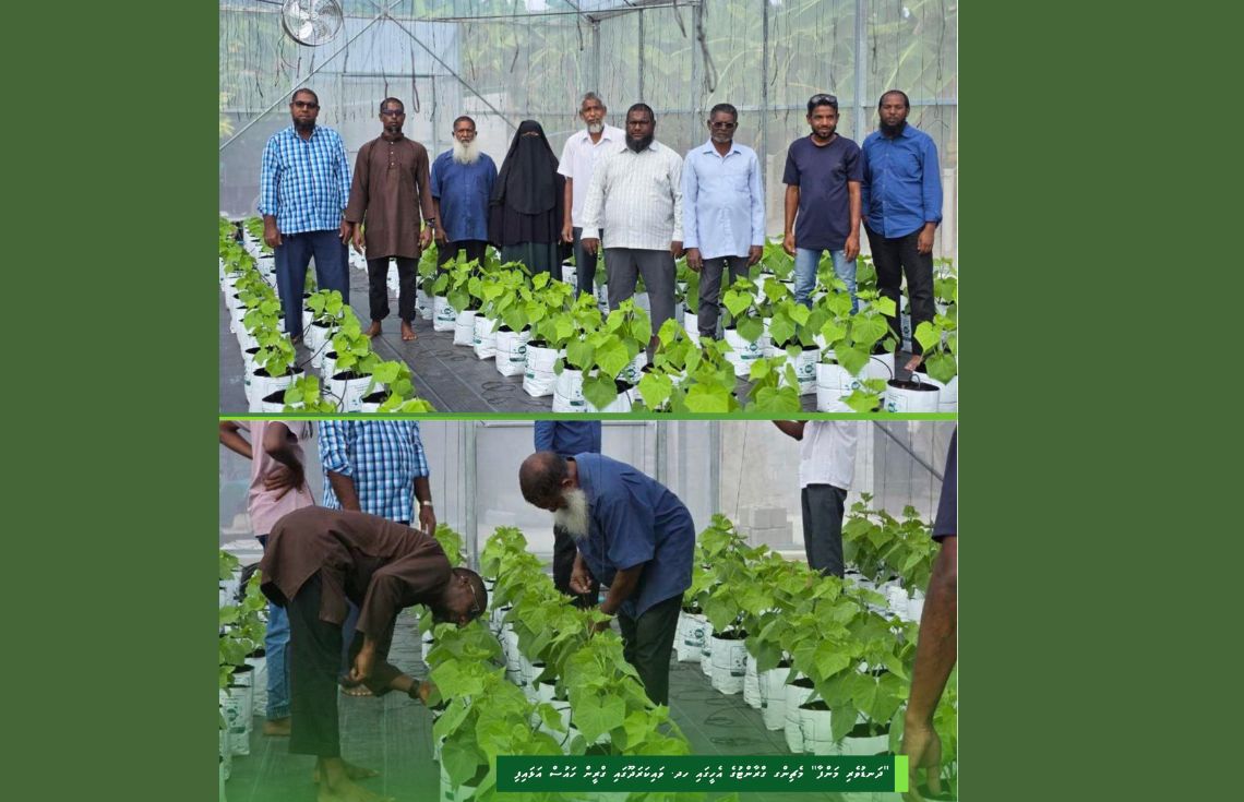 ހދ. ވައިކަރަދޫގައި "ދަނޑުވެރި މަންފާ" ސްކީމުގެ ދަށުން 8 ގްރީންހައުސްއެއް ގާއިމުކޮށްފި