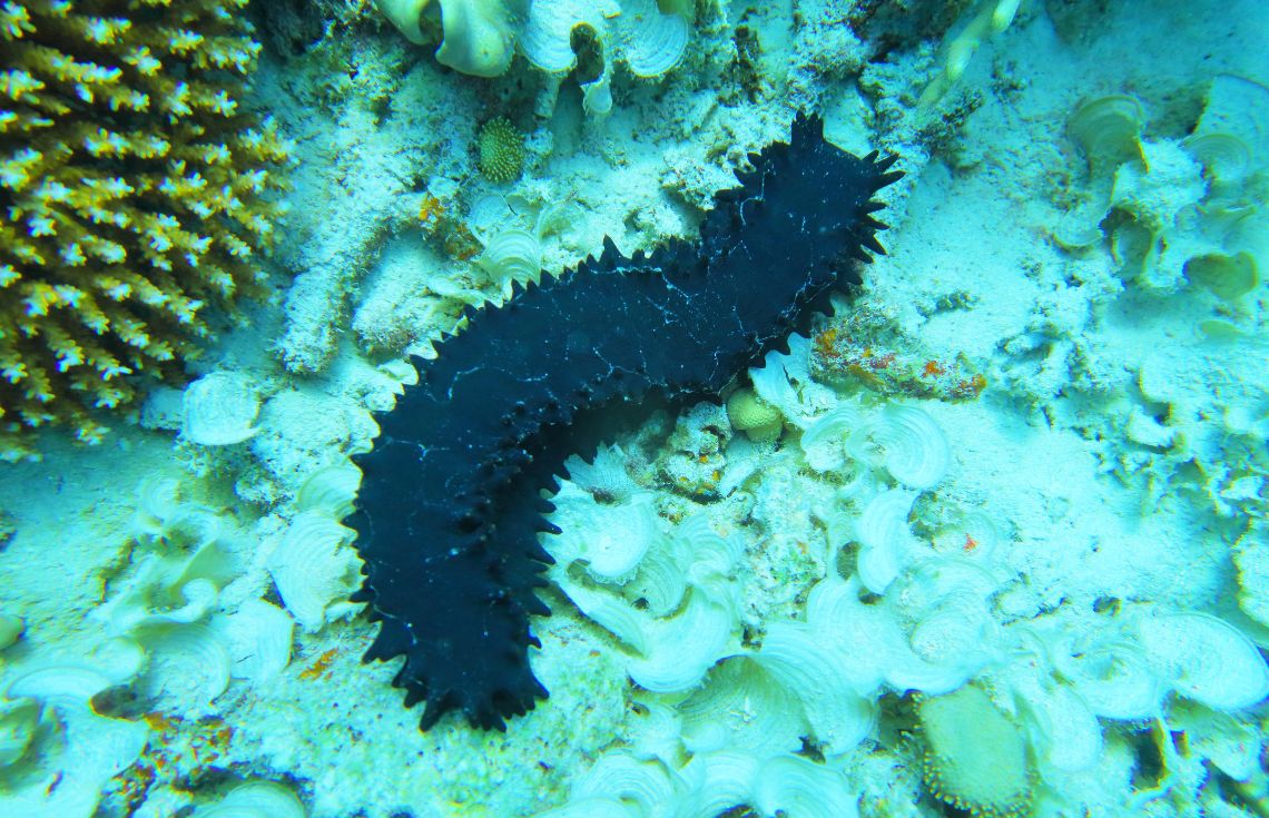 ތިލަފުށިން ވަގަށް ނެގި 2 މިލިއަން ރުފިޔާގެ ހުއިފިލަނޑާ ނީލަން ކިޔަން ނިންމައިފި