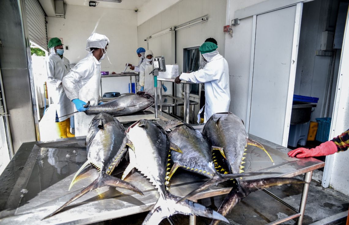 މަހުގެ އުފެއްދުންތައް ޗައިނާއަށް އެކްސްޕޯޓްކުރަން 13 ފަރާތެއް މިހާތަނަށް ރަޖިސްޓްރީކޮށްފި