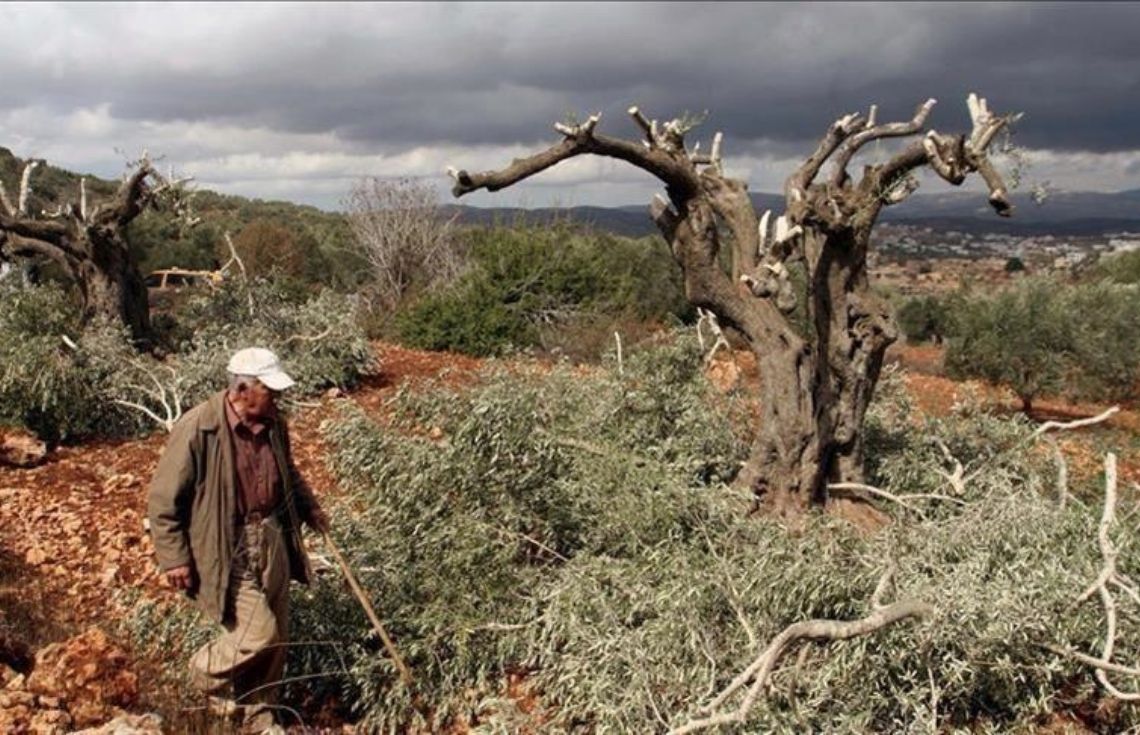 އިޒްރާއީލު ސިފައިން ރާމަﷲ އިރުމަތީގައި ހުރި ދުވަސްވީ 20 ޒައިތޫނި ގަސް ކަނޑާލައިފި