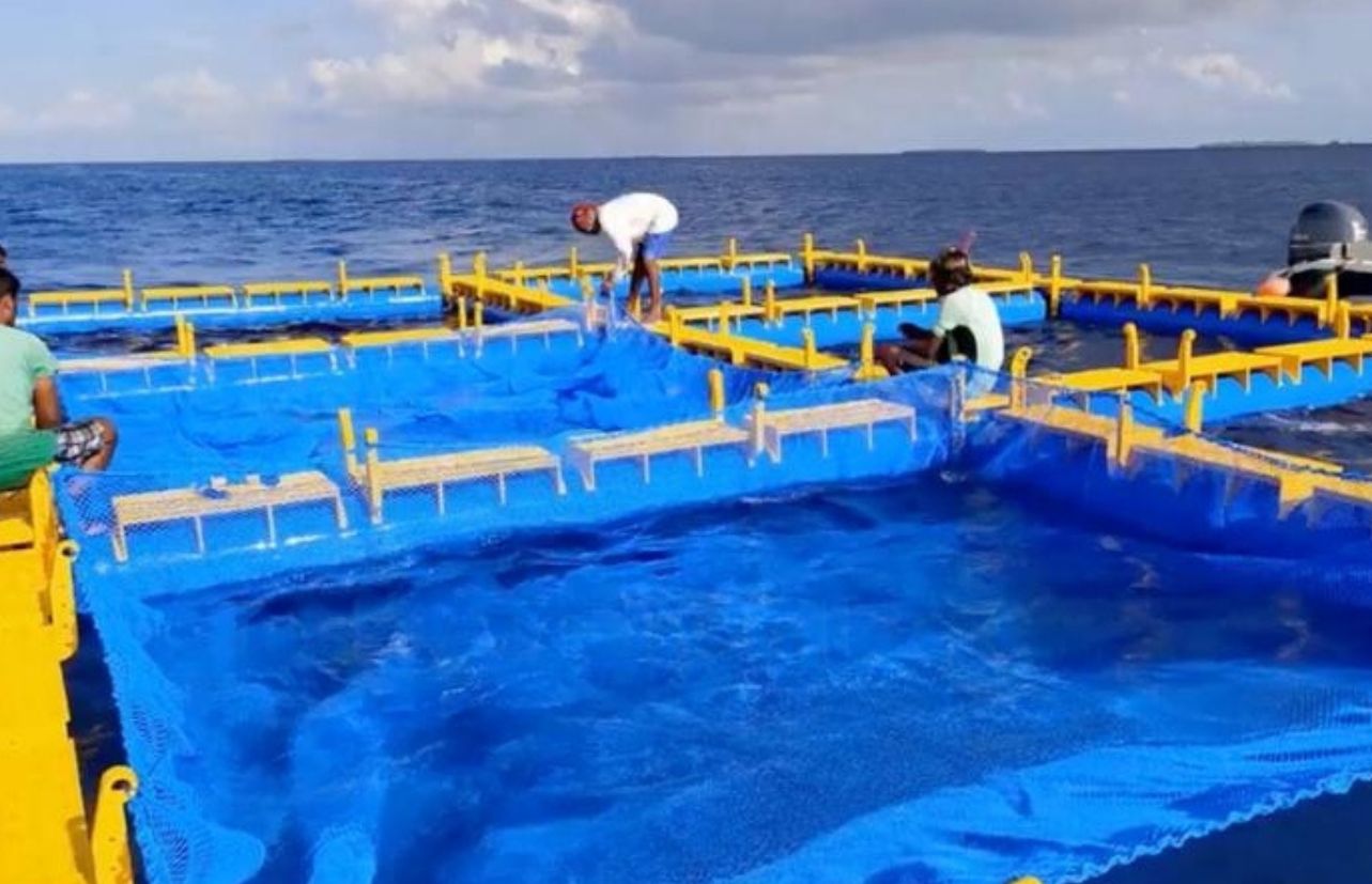 ދިރޭ މަސް އެކްސްޕޯޓްކުރުމުގެ ހުއްދަ ދޫކުރުން ދަނޑުވެރިކަމާއި ދިރޭތަކެއްޗާ ބެހޭ ވުޒާރާއަށް ބަދަލުކޮށްފި