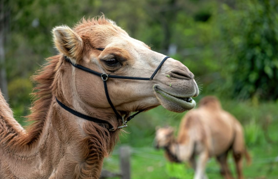 ބޮޓޮކްސް ޖަހައިގެން މަކަރު ހެދިކަން ފަޅާއެރުމުން 40 ޖަމަލު ސައުދީގެ ރީތީގެ މުބާރާތުން ވަކިކޮށްފި