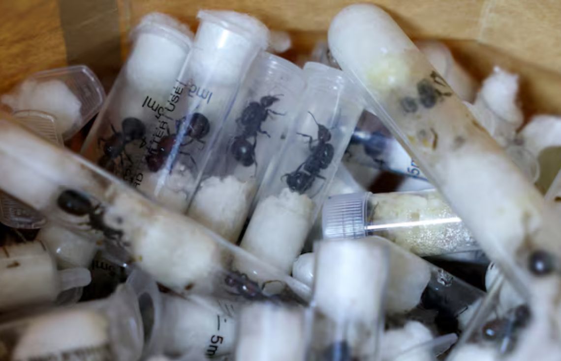 އަނެއްކާވެސް 2،000 އަށްވުރެ ގިނަ ހިނި ވަގަށް ބޭރުކުރަން އުޅުނު މީހަކު ހައްޔަރުކޮށްފި