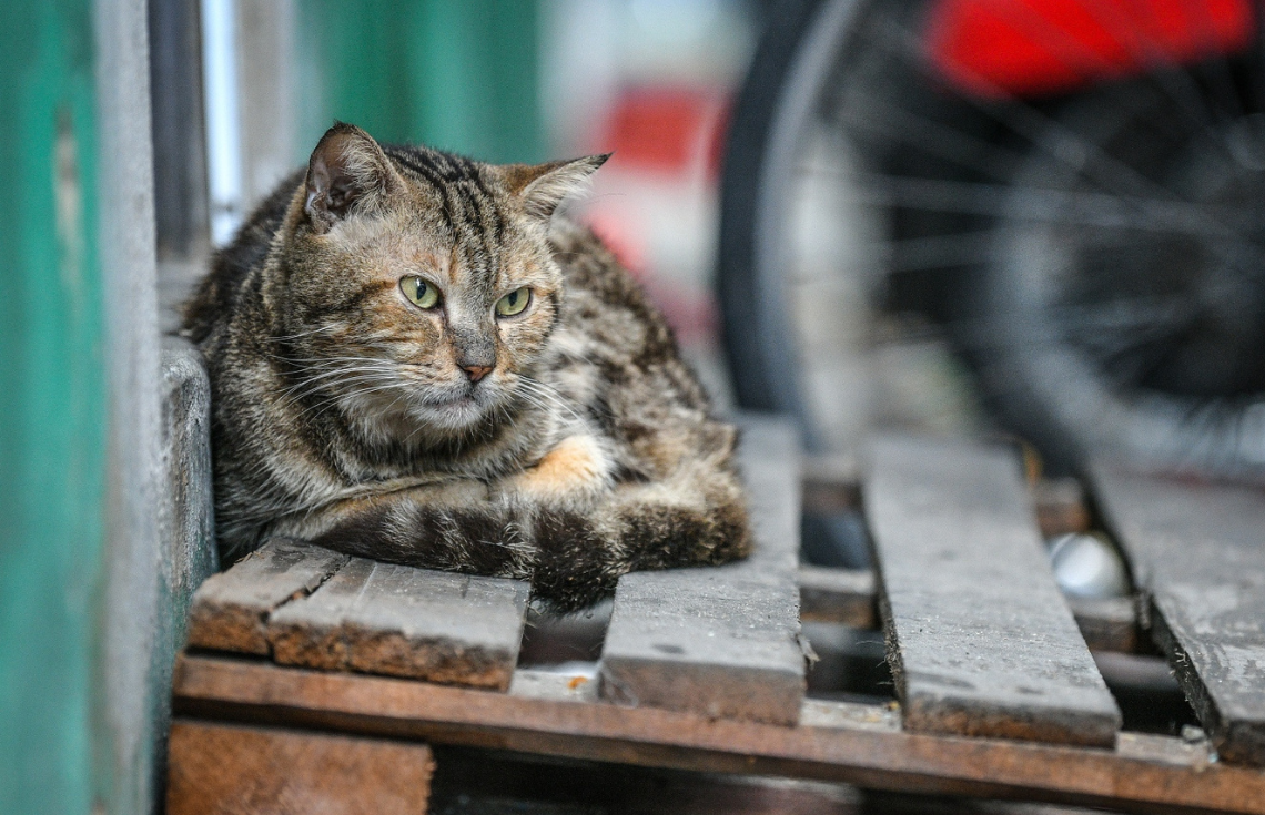 ހޯރަފުށިން ބުޅަލަކަށް އަނިޔާކުރި މައްސަލައެއް ބަލަނީ