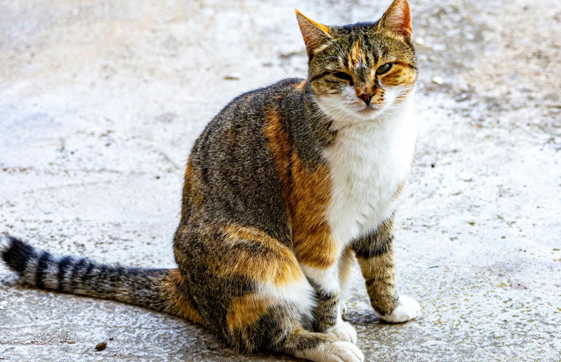 ޖަނަވާރުންނަށް އަނިޔާކުރާ ފަރާތްތަކާ މެދު ގާނޫނީ ގޮތުން އެޅެން އޮތް އެންމެ ހަރުކަށި ފިޔަވަޅު އަޅާނެ