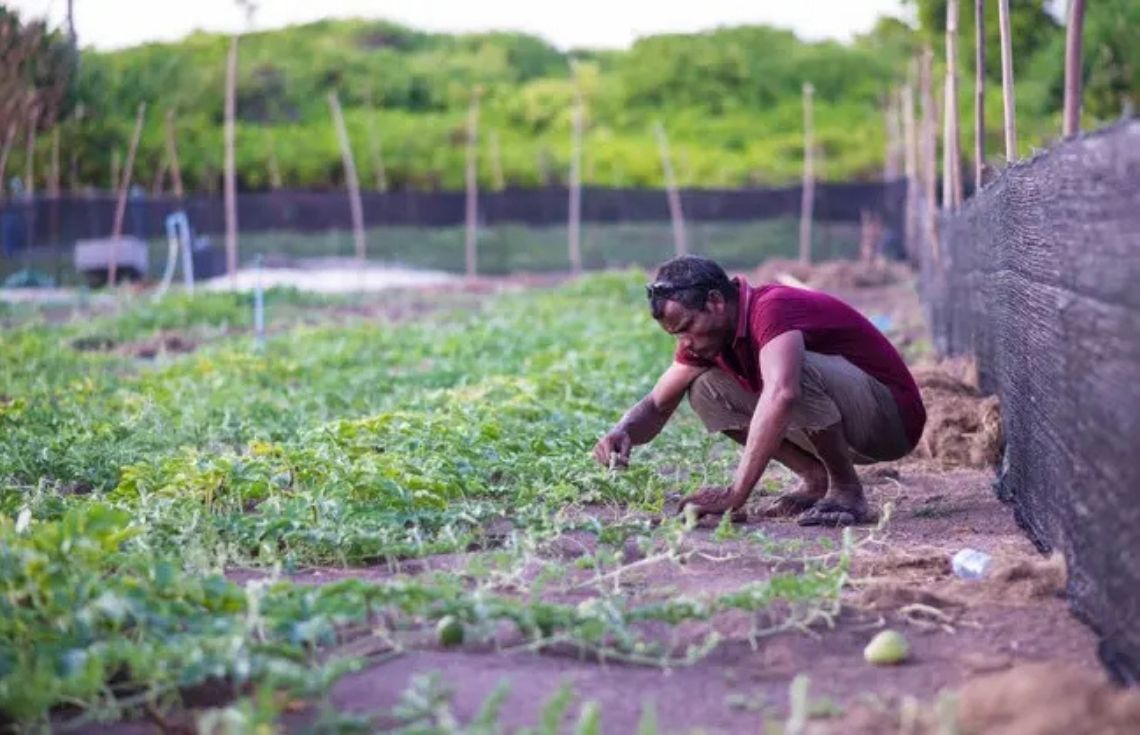 ރައީސްގެ ވަޢުދުފުޅާ އެއްގޮތަށް ހދ. ވައިކަރަދޫ ދަނޑުވެރިންގެ އުފެއްދުންތައް އުފުލުމަށް ޚާއްޞަ ފެރީއެއް ހަމަޖައްސައިފި