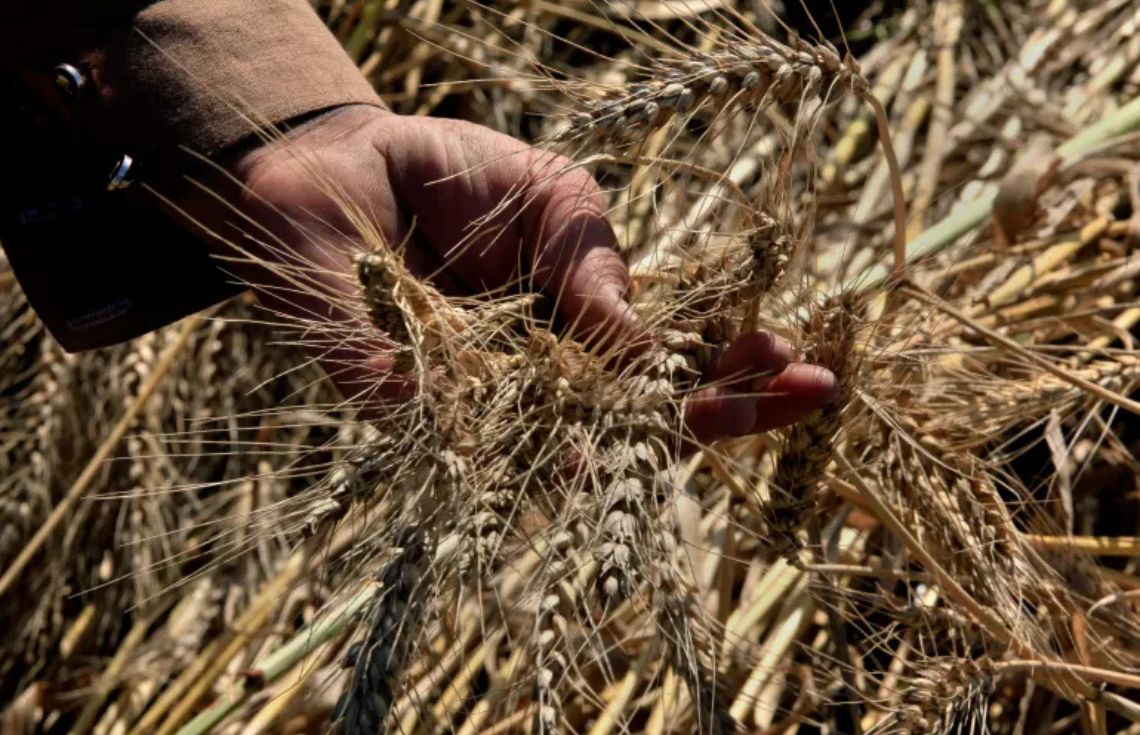 އީރާނުގެ ހަނގުރާމައާ ގުޅިގެން ދުނިޔެއަށް ކާބޯތަކެތީގެ ބޮޑު ކާރިސާއެއް ކުރިމަތިވެދާނެ ކަމުގެ ބިރު ބޮޑުވެއްޖެ