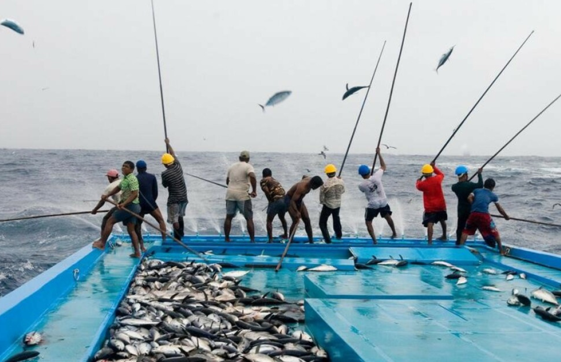 އިނގިރޭސިވިލާތަށް އެތެރެކުރާ ދިވެހި ކަނޑުމަހުން ޑިއުޓީ ކަނޑާލައިފި