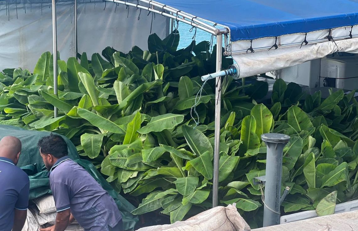 ދަނޑުވެރިކަމާބެހޭ ވުޒާރާއިން ހިންގާ ފަތްކެޔޮ އިންދުމުގެ ޕްރޮގްރާމުގެ ދަށުން 11 ރަށަކަށް ތަކެތި ފޯރުކޮށްދީފި