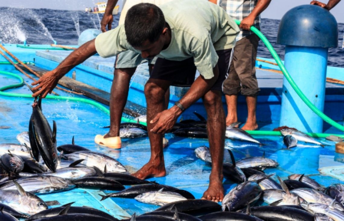 އުންމީދަކީ 2028 ވަނަ އަހަރުގެ ތެރޭގައި މަސްވެރިންނަށް އެން ފޯރުކޮށްދިނުން :  މުއްޠަލިބް