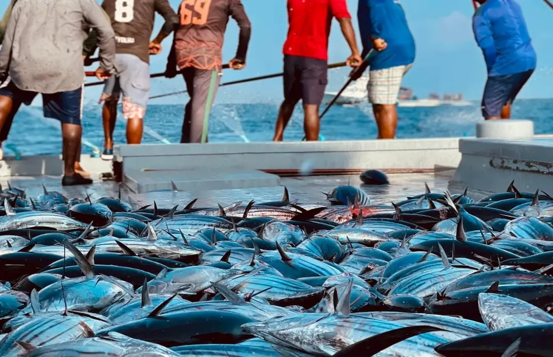މިދެދުވަހު އެކަނިވެސް މަސްވެރިން ކިރުވި މަހަށް 2 މިލިއަނަށްވުރެ ގިނަ ރުފިޔާ ދޫކޮށްފި