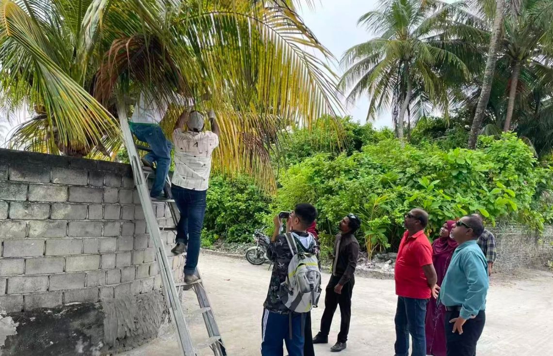 ހުދުކޫޑި ކޮންޓްރޯލުކުރުމަށް ރުއްތަކަށް ބޭސްލުމުގެ ޕްރޮގުރާމް ފަށައިފި