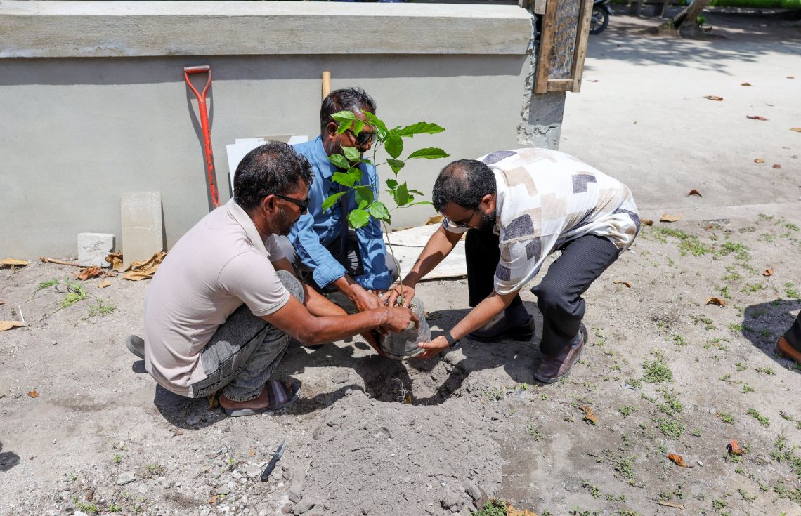 5 މިލިއަން ގަސް އިންދުމުގެ މަޝްރުޢޫގެ ދަށުން ރަސްމާދޫގައި ގަސް އިންދައިފި