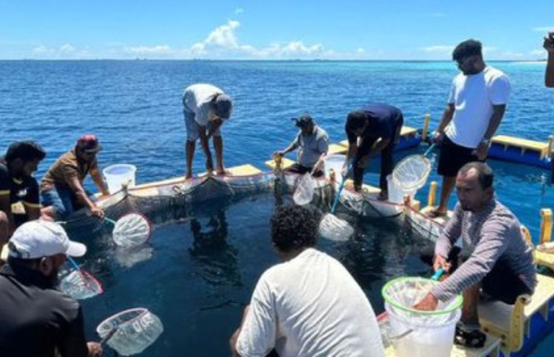 މެރިކަލްޗާ ތަރައްގީކުރަން ގާނޫނުތަކަށް އިސްލާހު ގެންނަން މަޖިލީހަށް ހުށަހަޅައިފި