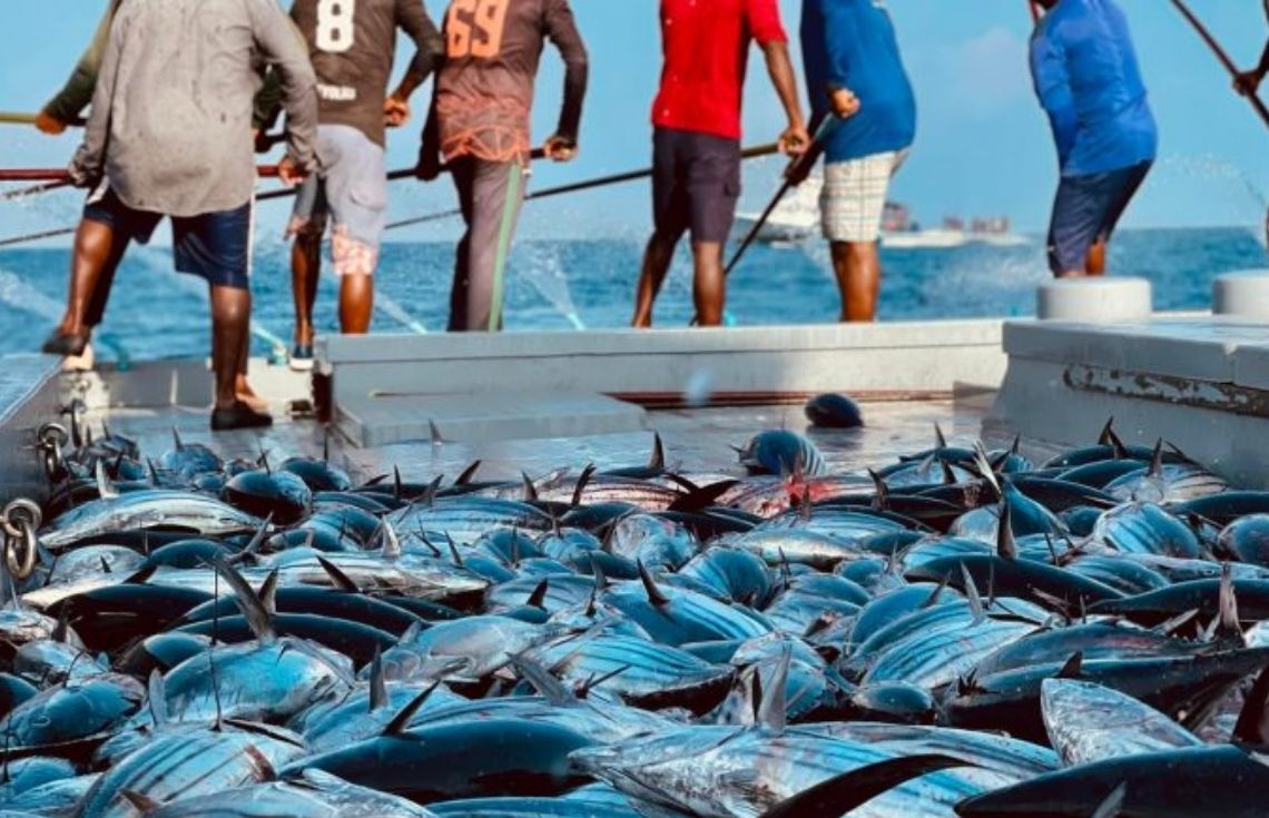 މިފްކޯއިން މިއަދު ކަޅުބިލަމަސް ކިލޯއެއް ގަންނަ ރޭޓު 21 އަށް