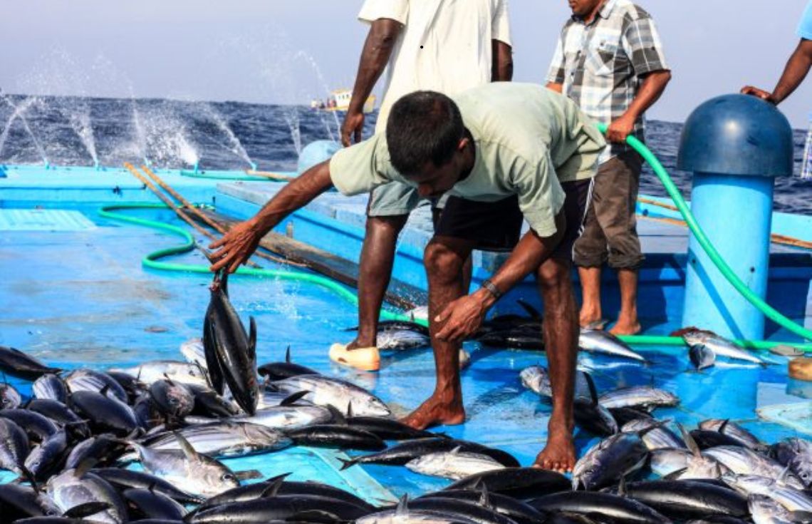 މަސްވެރިންގެ ދުވަހުގެ ޚާއްޞަ އެވޯޑުތަކަށް ކުރިމަތިލުމުގެ ފުރުސަތު ހުޅުވާލައިފި