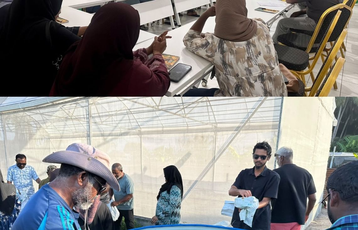 ގްރީންހައުސްގައި ކިއުކަމްބާއާއި މެލަން ހައްދަން ދަސްކޮށްދޭ ތަމްރީނު ޕްރޮގްރާމެއް ފަށައިފި
